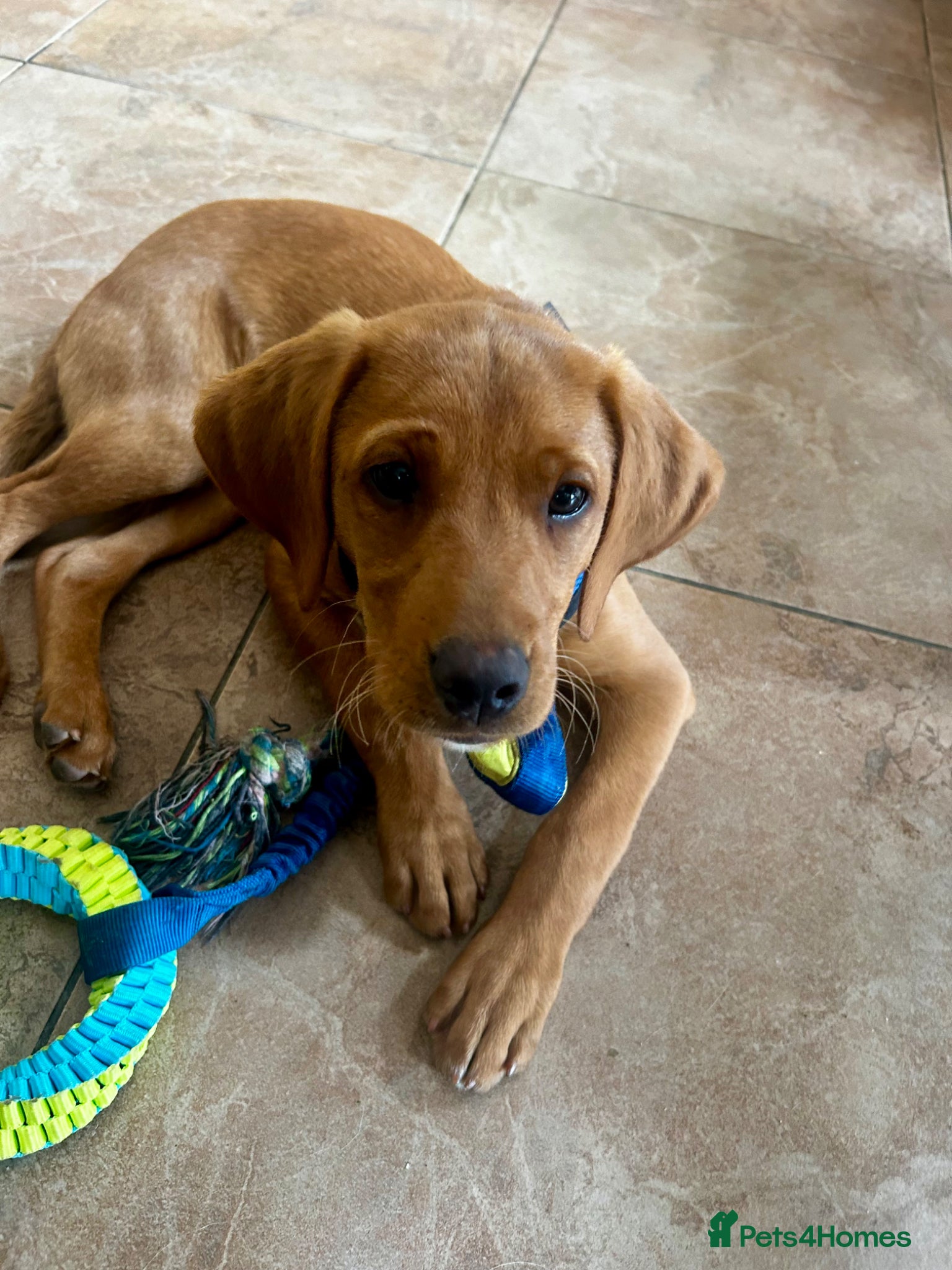 Labrador Retriever dogs Trained Labrador for sale  - Advert 4