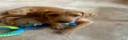 Labrador Retriever dogs for sale: Trained Labrador for sale  - Advert 1