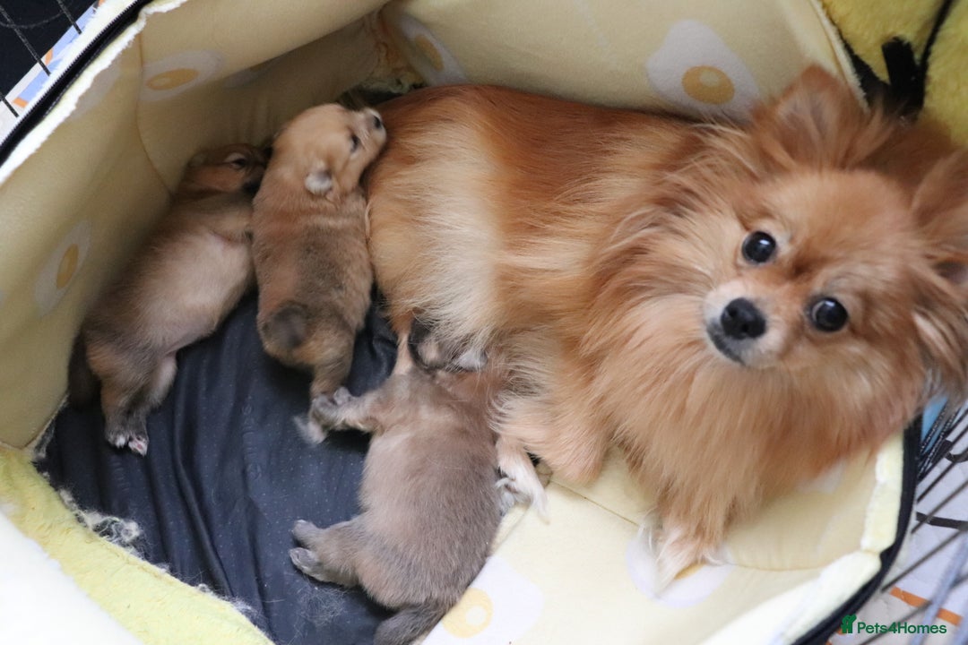 Pomeranian dogs for sale: Purebred Pomeranian Pups Raised with Love in LDN - Image 34
