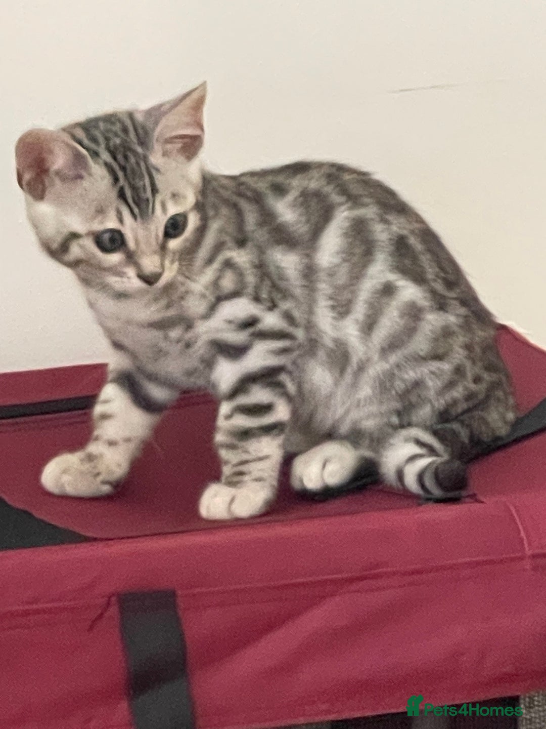 Bengal cats for sale: Silver charcoal bengals pets/queens/studs - Image 5
