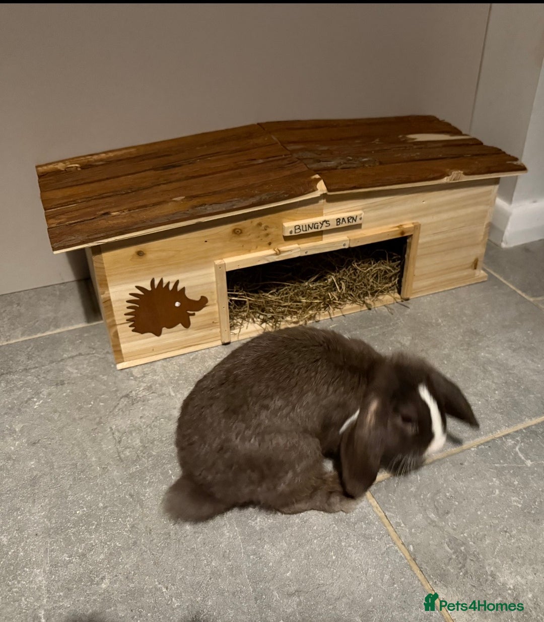 Mini Lop rabbits for sale: House rabbit  - Advert 4