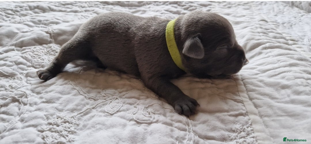 Staffordshire Bull Terrier dogs for sale: Excellent blue Staffordshire bull terrier puppies  - Image 5