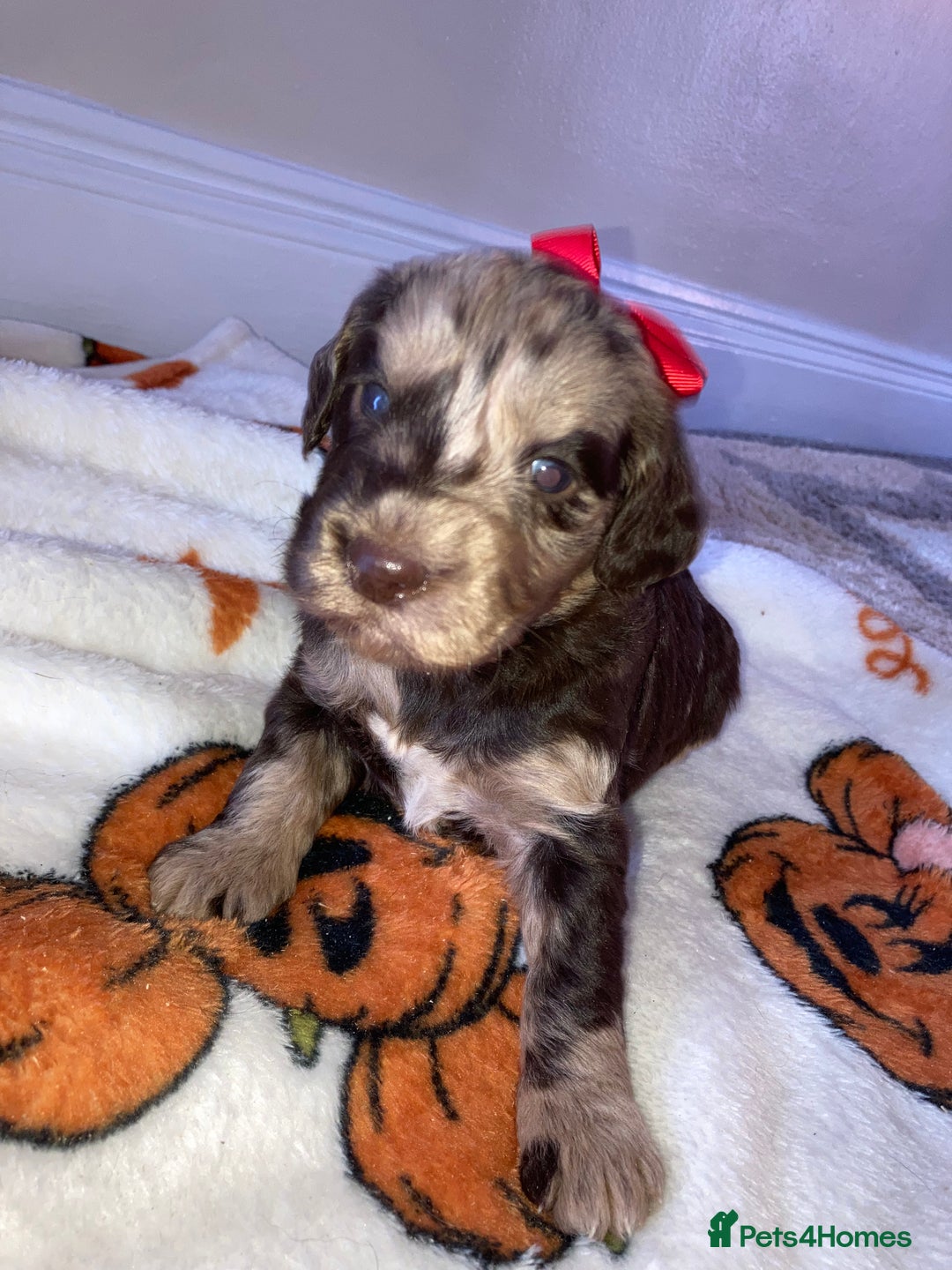 Cockapoo dogs for sale: Merle Cockapoos - Image 6