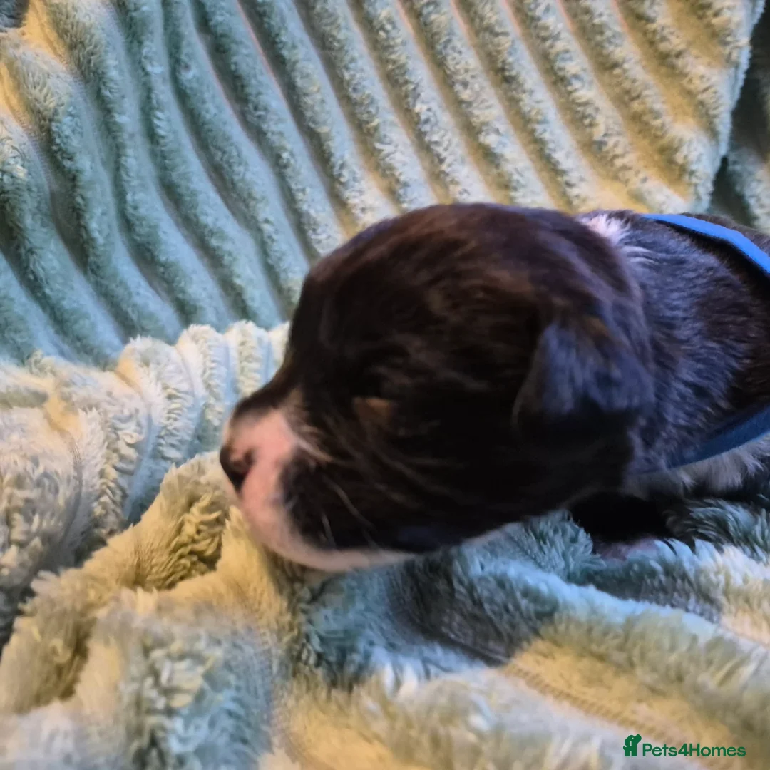Mixed Breed dogs for sale: Boxer-Doodle Puppies  - Advert 33
