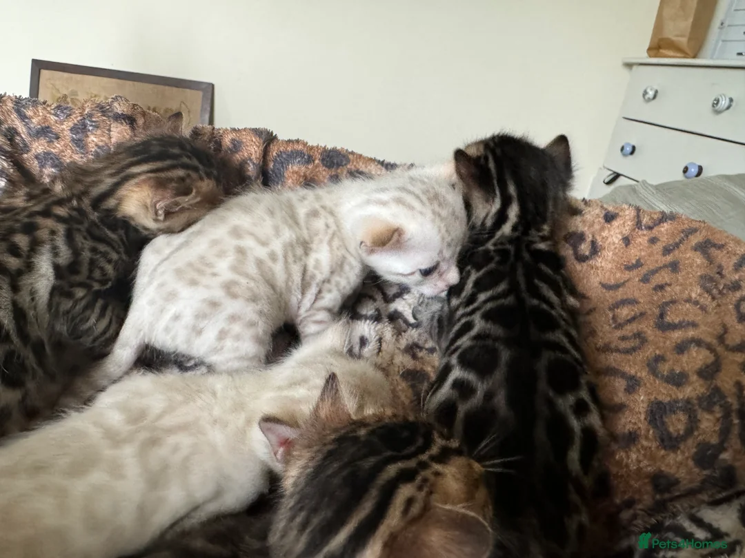 Bengal cats for sale: Stunning Bengals with European Champion father!  - Advert 8