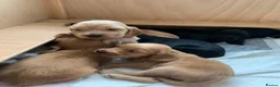 Cocker Spaniel dogs for sale: Beautiful pedigree English show cocker puppies 🐾 in Knutsford - Advert 2