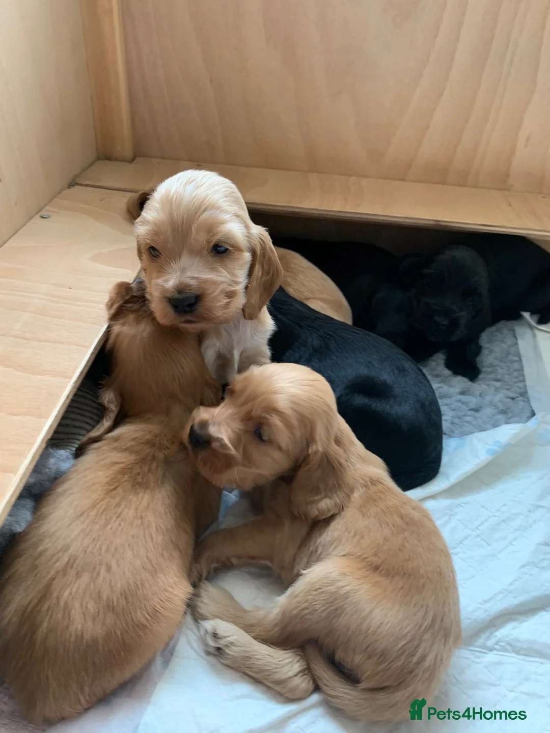 Cocker Spaniel dogs for sale: Beautiful pedigree English show cocker puppies 🐾 in Knutsford - Advert 2
