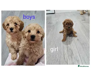 Cavapoo dogs 3 left - Toy F1B Teddy Bear Cavapoo puppies - Advert 3