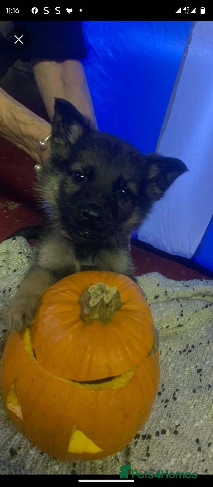 German Shepherd dogs for sale: 2 Stunning German Shepherds Pups  - Advert 1