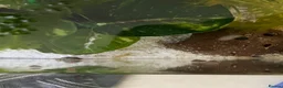 Snails invertebrates for sale: Bladder Snails - Mixed Sex & Age in Salford - Advert 4