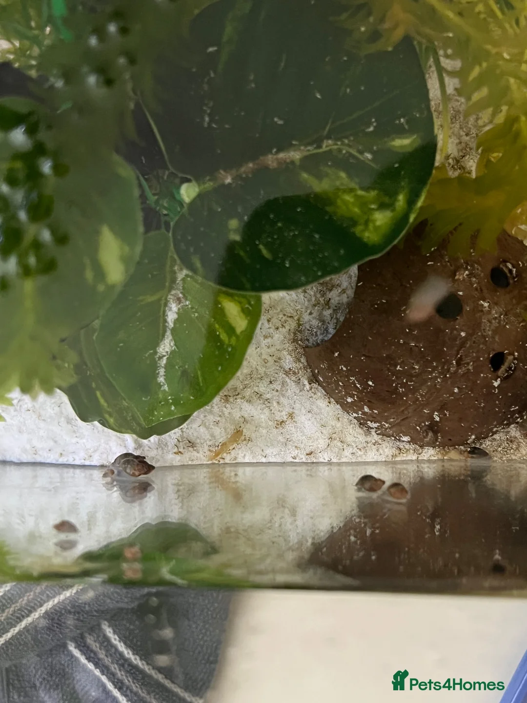 Snails invertebrates for sale: Bladder Snails - Mixed Sex & Age in Salford - Advert 4