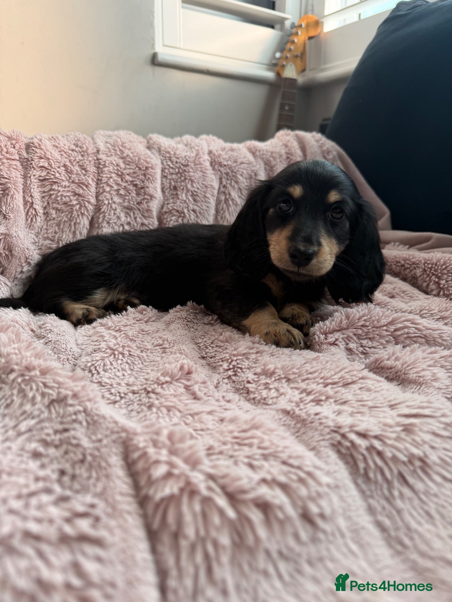 Miniature Dachshund dogs for sale: 1 black and cream long hair mini dachshunds - Advert 1