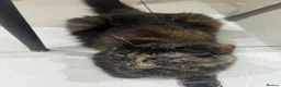 Mixed Breed cats for sale: 5 kittens with mother for good home  in Newcastle upon Tyne - Advert 4