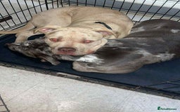 Bullmastiff dogs for sale: Bullmastiff puppy 9 months old - Image 4