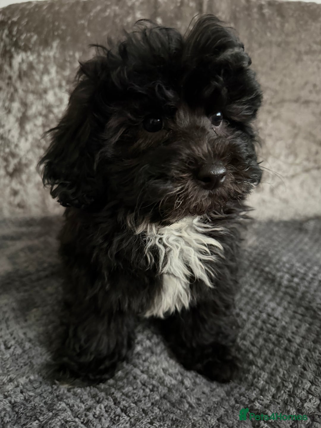 Maltipoo dogs for sale: F1 MALTIPOO PUPS - Advert 14