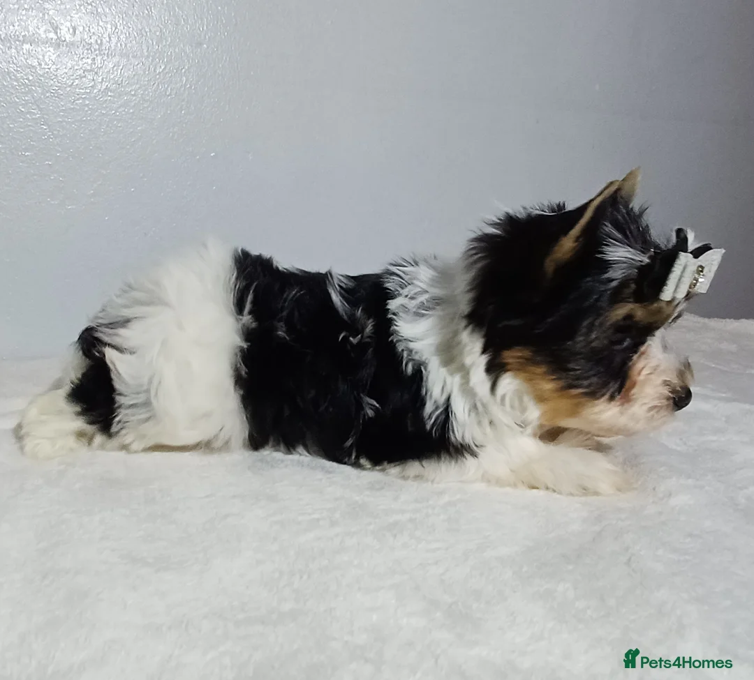 Yorkshire Terrier dogs for sale: 100% Biewer yorkshire-terrier Pedigree  - Advert 24