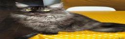 Maine Coon cats for sale: Maine coon retired queen  - Advert 1