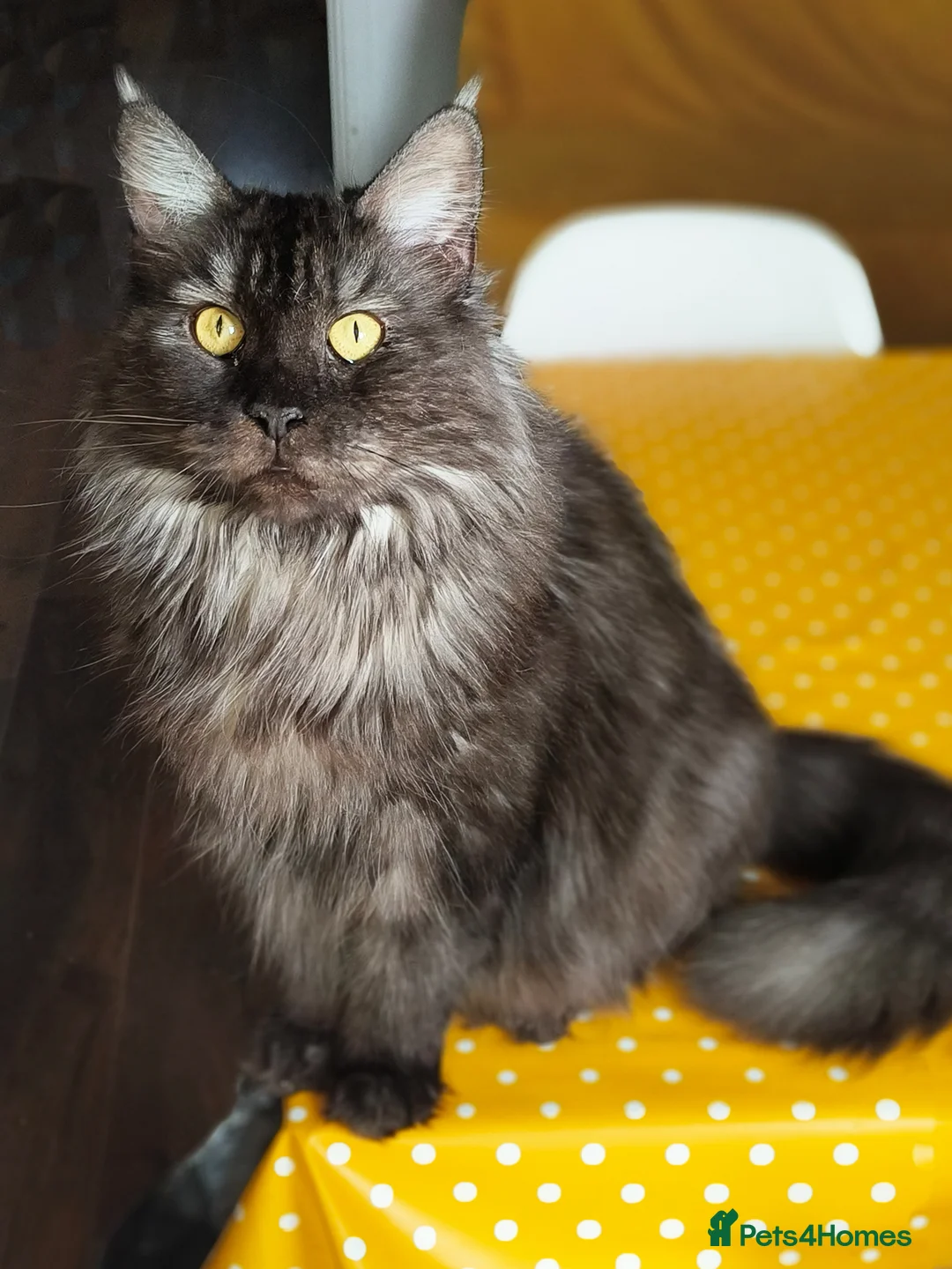 Maine Coon cats for sale: Maine coon retired queen  - Advert 1