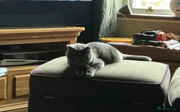 British Shorthair cats for sale: British blue short hair x ragdoll kittens - Image 20