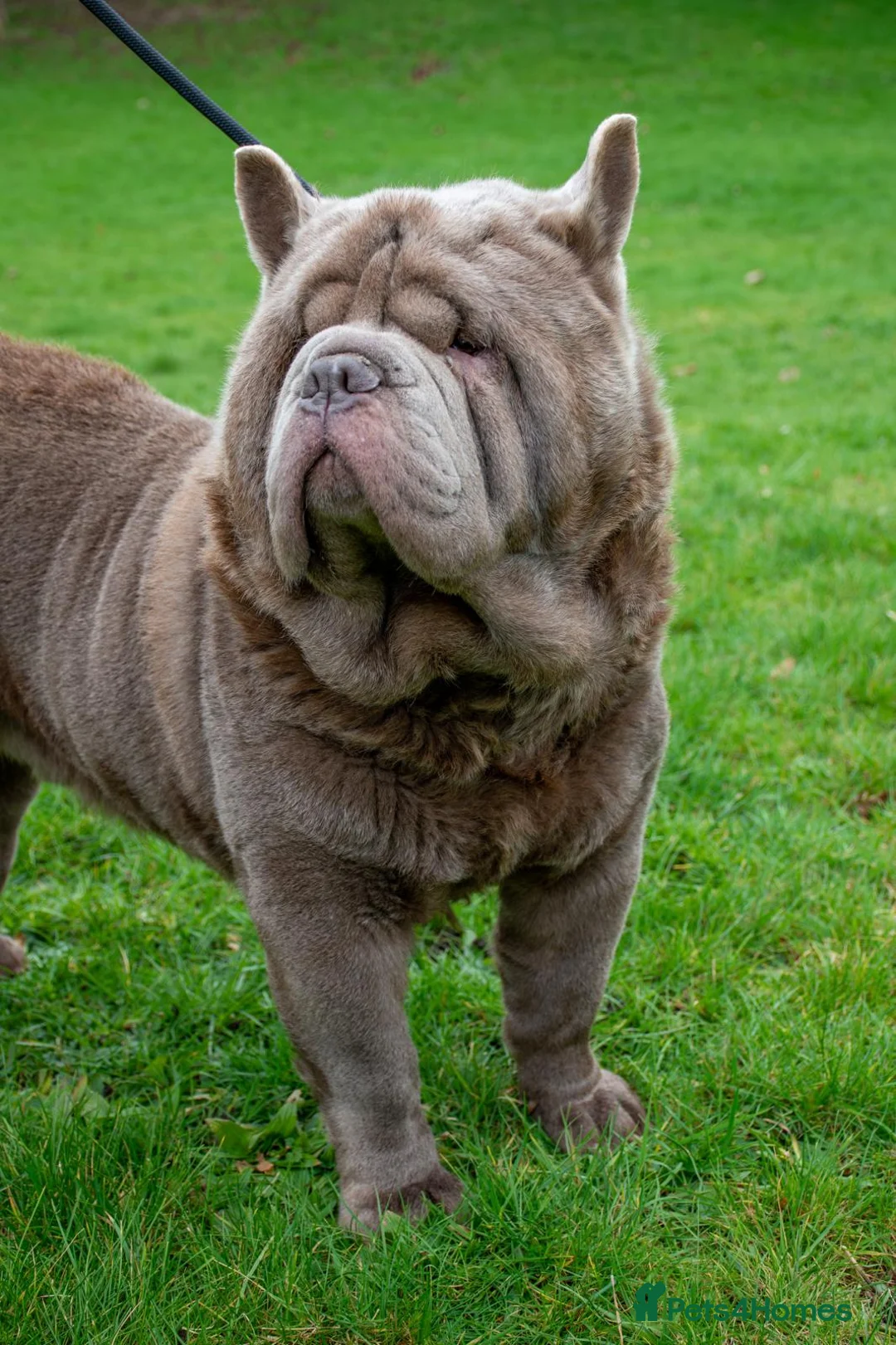 Chow Chow dogs for sale: Lilac smooth male chow  - Advert 3