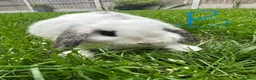 Mini Lop rabbits for sale: Mini Lop Rabbits For Sale  - Advert 36