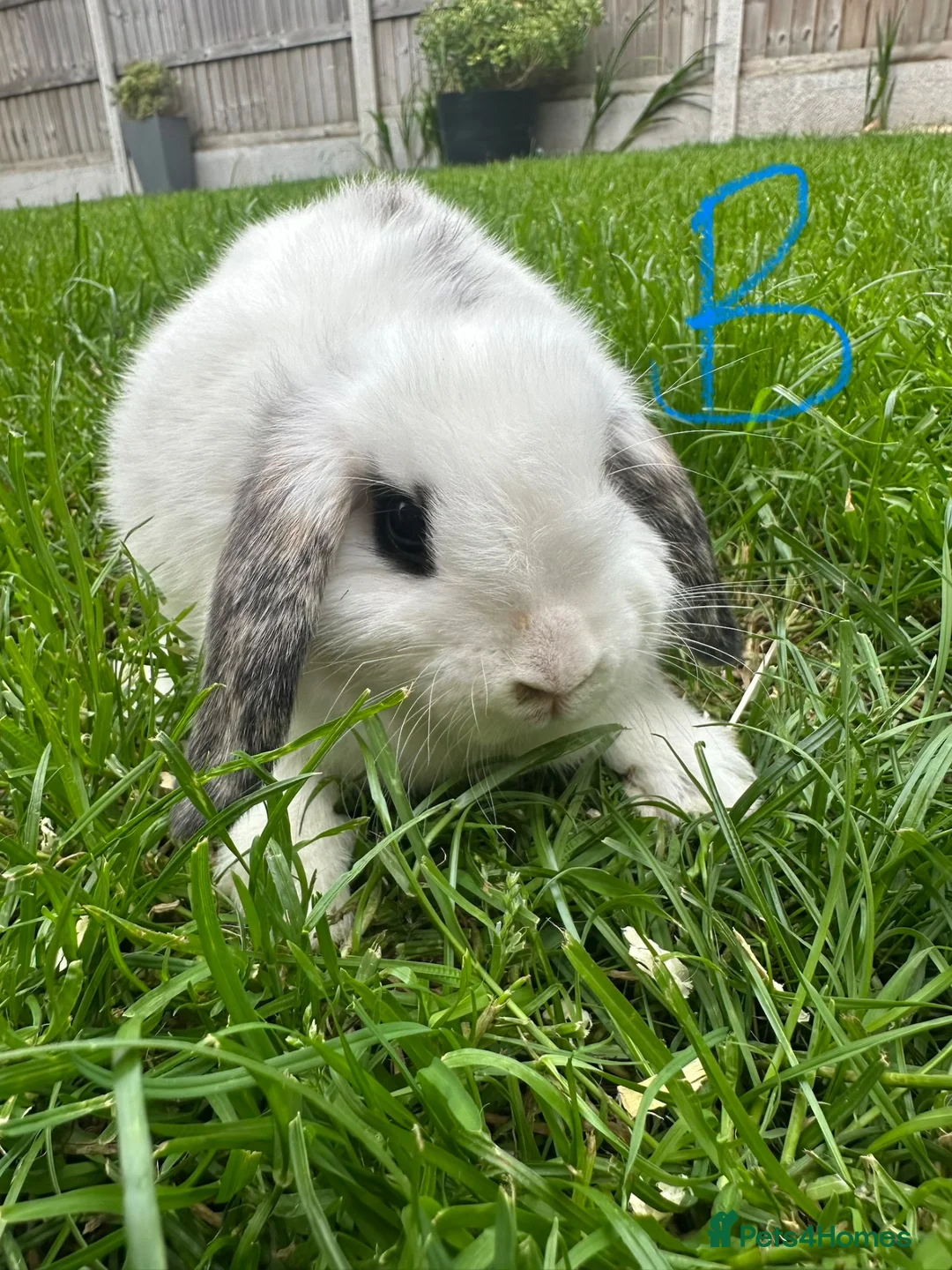 Mini Lop rabbits for sale: Mini Lop Rabbits For Sale  - Advert 36