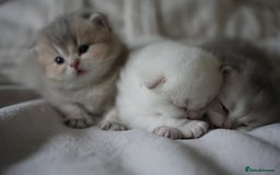Scottish Fold cats for sale: Scottish fold - Image 17