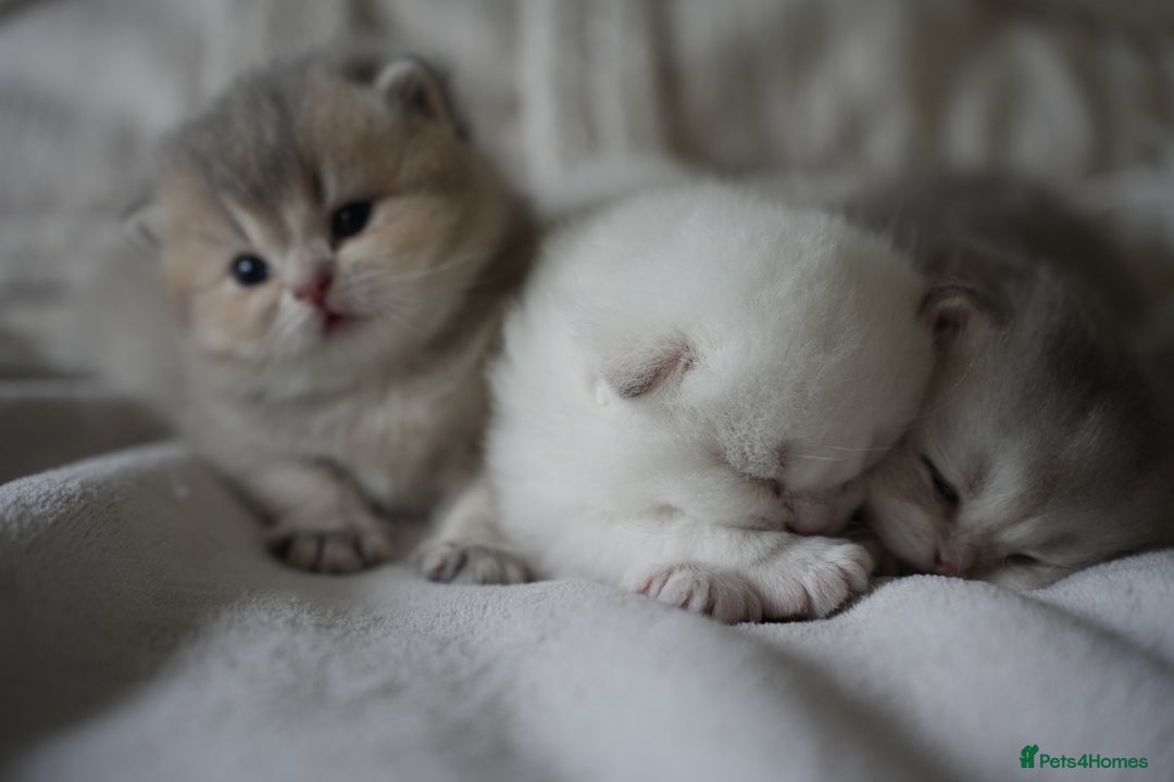 Scottish Fold cats for sale: Scottish fold - Image 17