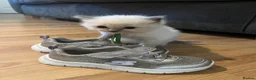 Ragdoll cats for sale: TICA registered pedigree Ragdoll kittens - Advert 30
