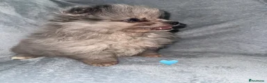 Pomeranian Puppy 1