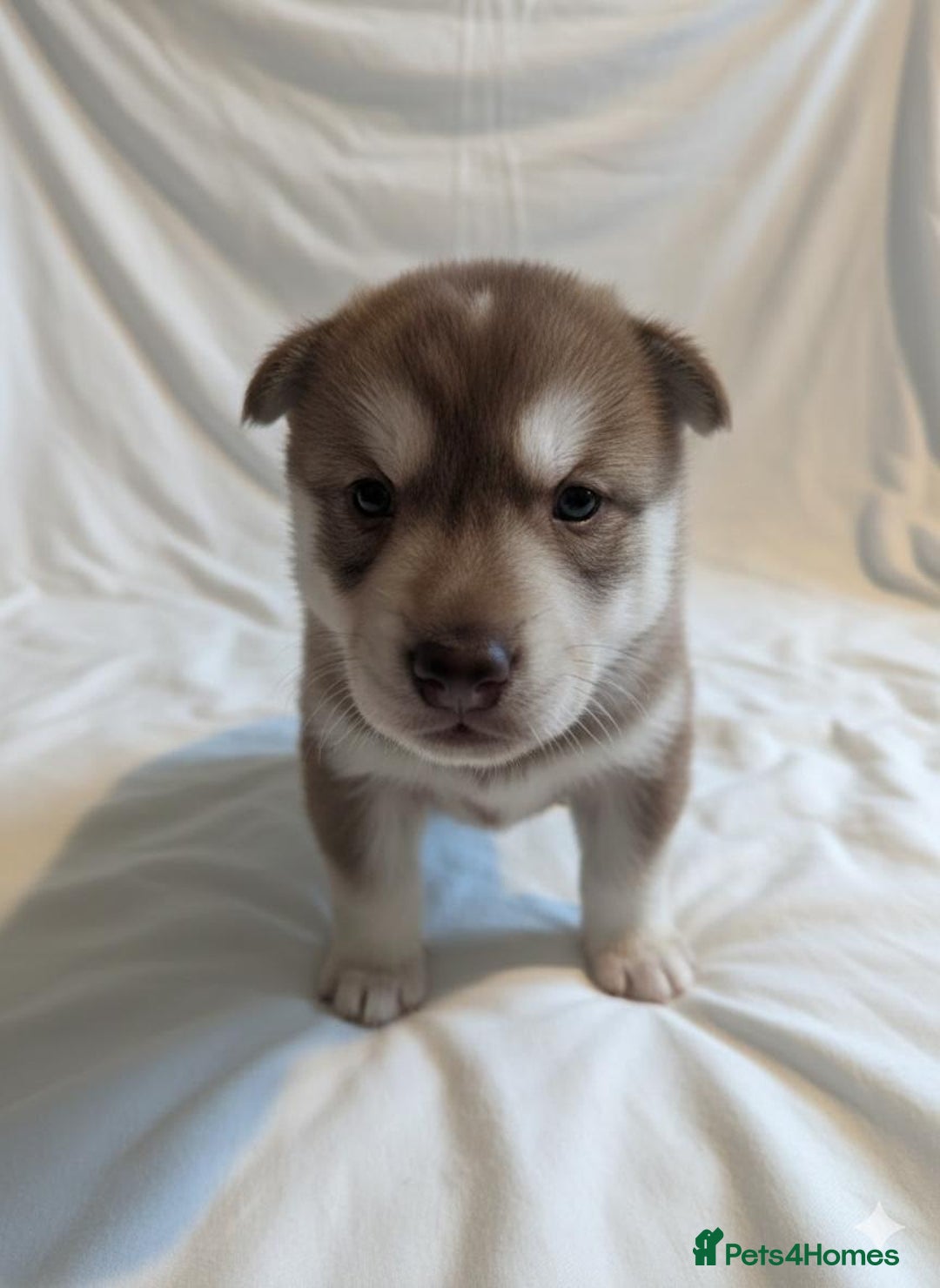 Siberian Husky dogs for sale: Stunning Rare colured,Blue-Eyed Husky Pups - Advert 8