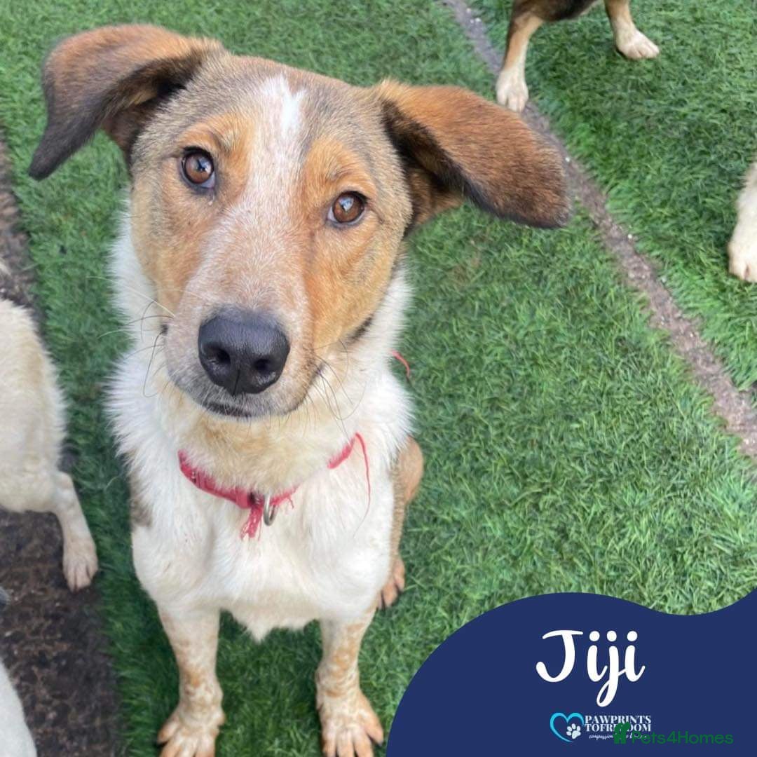Mixed Breed dogs Meet Jiji, currently residing in Cheshire  in Nantwich - Advert 21