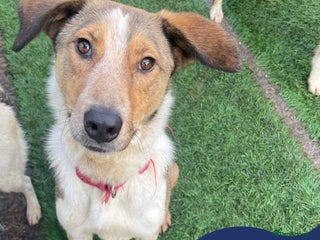 Mixed Breed dogs in Nantwich - Advert 41