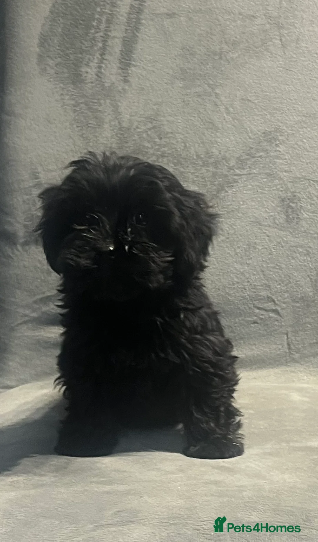 Cockapoo dogs for sale: Beautiful merl Cockpoo puppies  - Advert 22