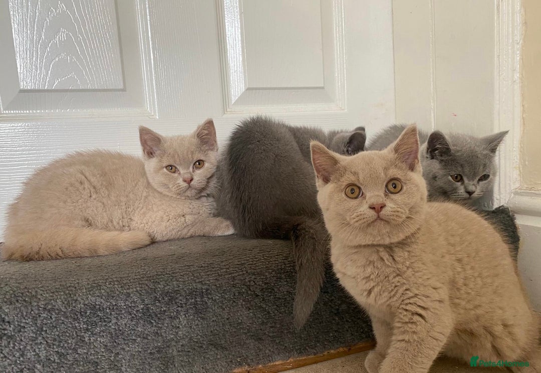 British Shorthair cats for sale: GCCF Active Championship line Blue & Lilac Kittens - Image 6