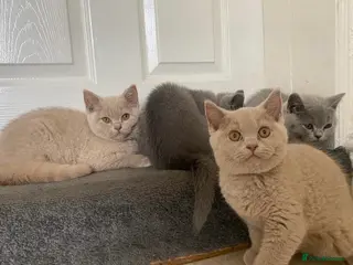 British Shorthair cats GCCF Active Championship line Blue & Lilac Kittens - Advert 18