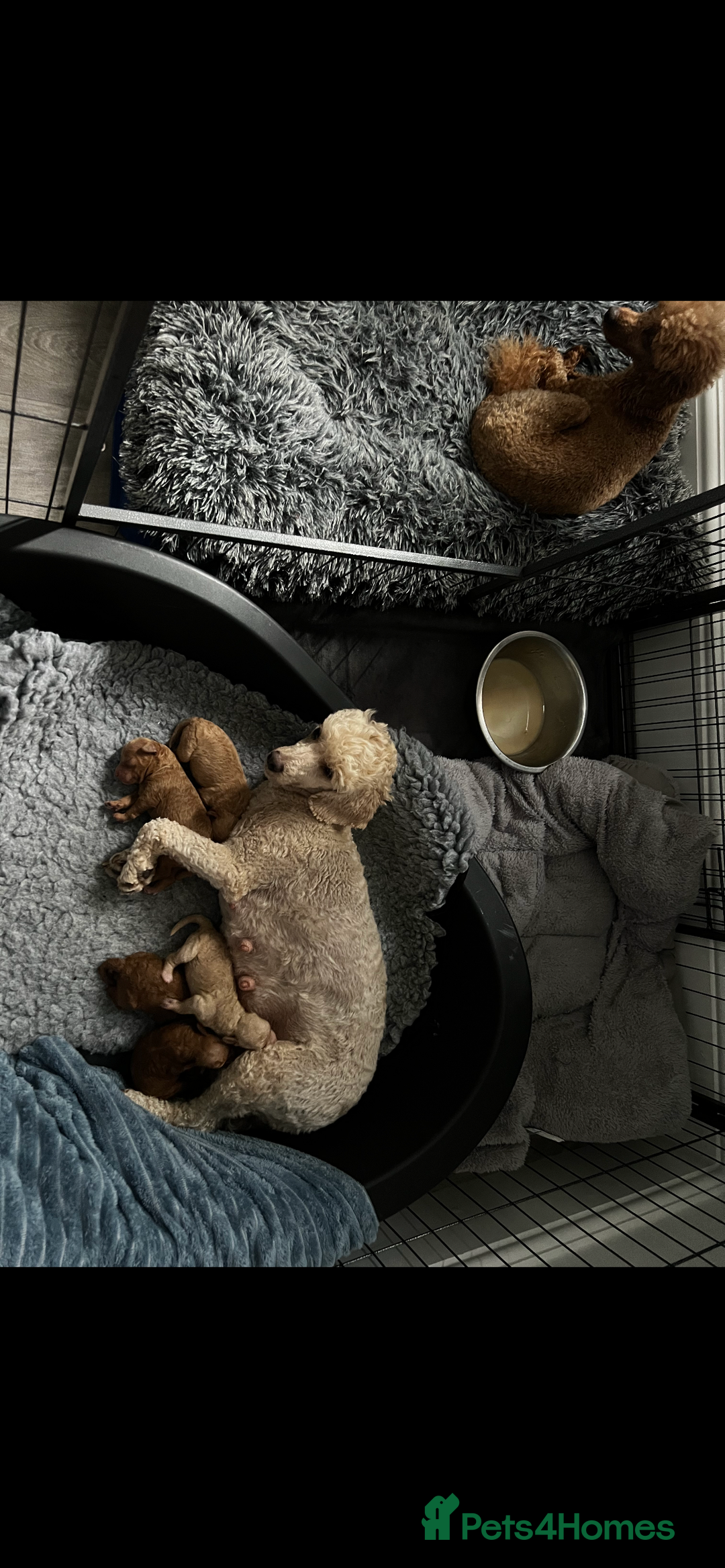 Toy Poodle dogs for sale: Gorgeous kc registered toy poodle pups  - Image 31