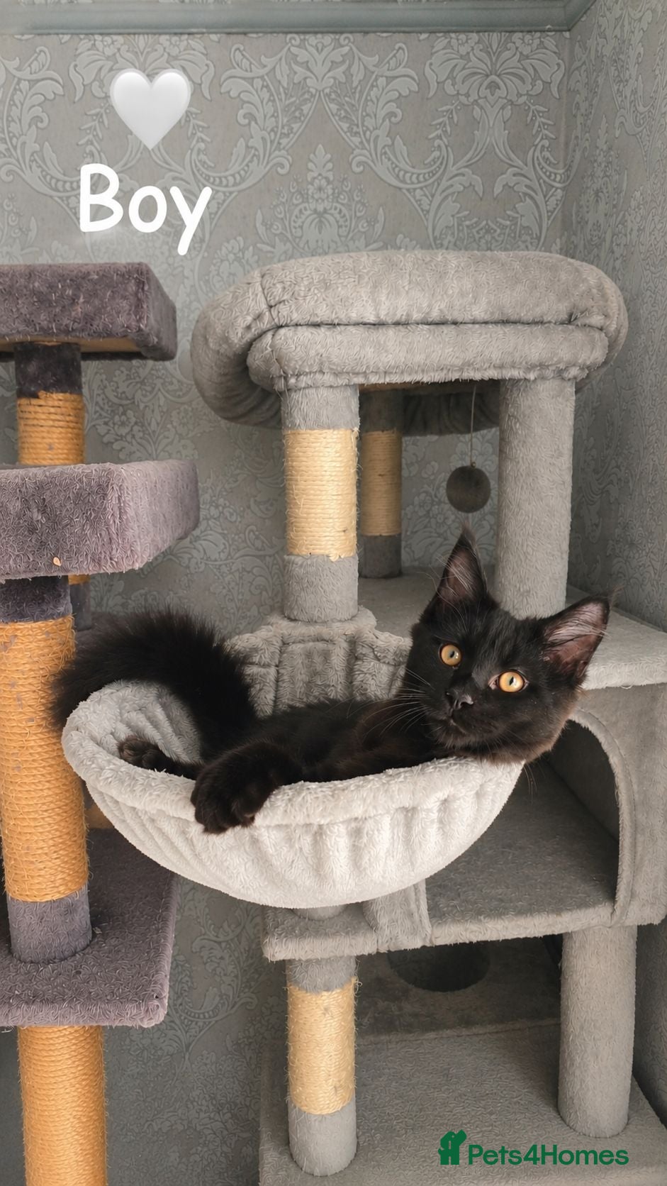 Maine Coon cats ❤️ Little Gentle Giants 🐾 - Advert 1