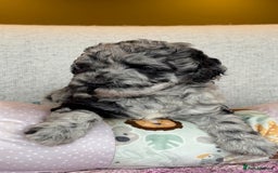 Miniature Poodle dogs for stud: MOYEN POODLE CROSS - IDEAL FOR DOODLE PUPPIES - Advert 16