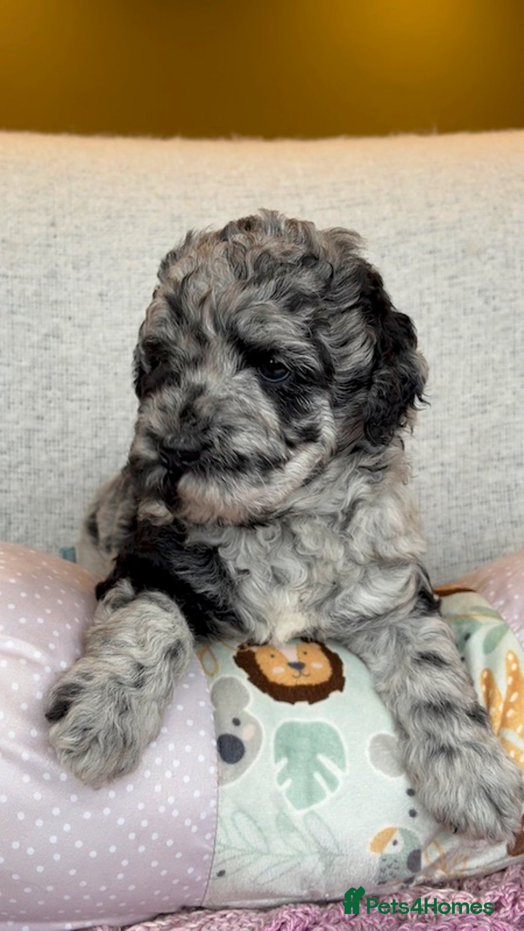 Miniature Poodle dogs for stud: MOYEN POODLE CROSS - IDEAL FOR DOODLE PUPPIES - Advert 16