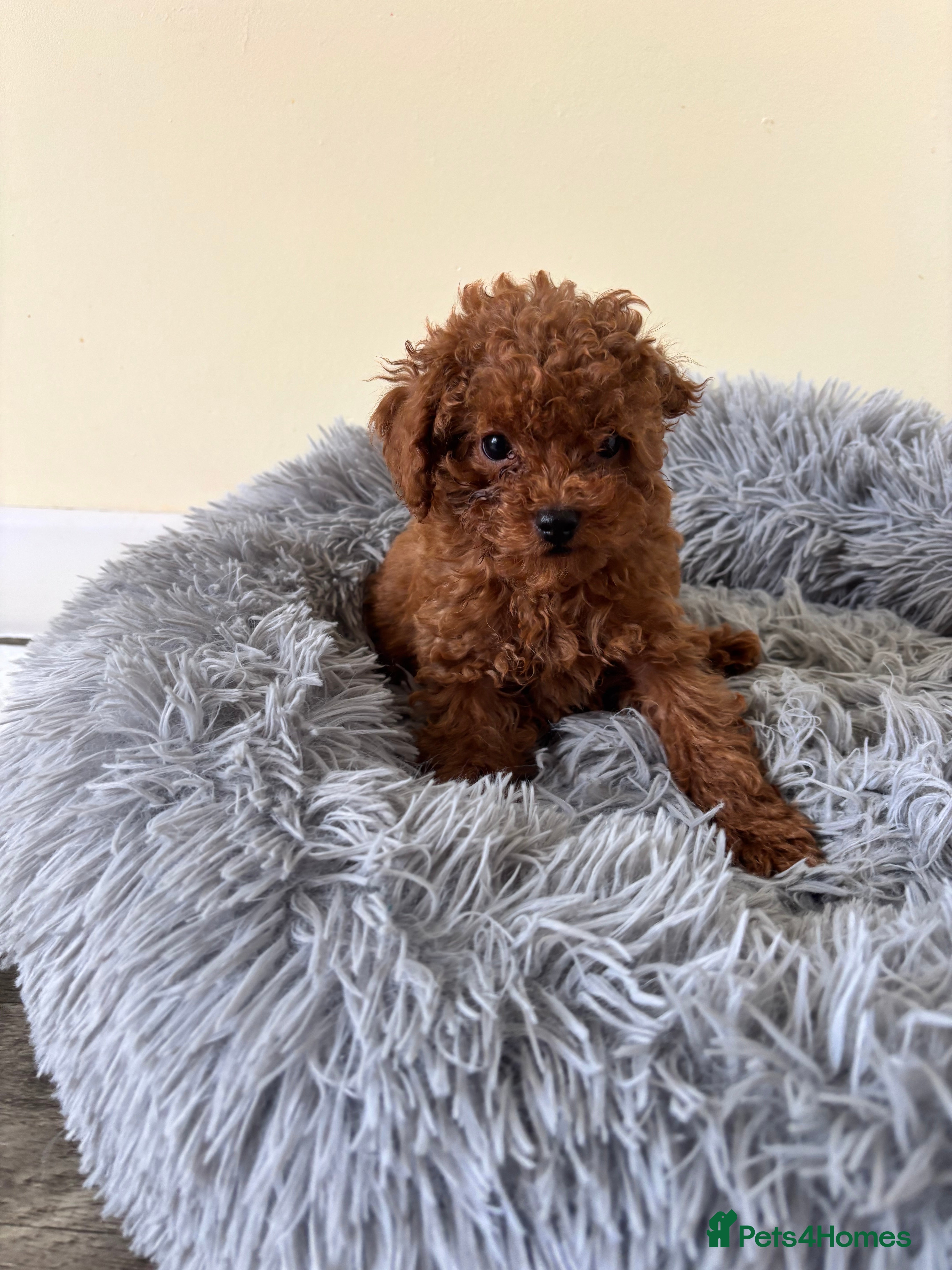 Toy Poodle dogs ( 1 male left) Toy poodle red brown  - Advert 4