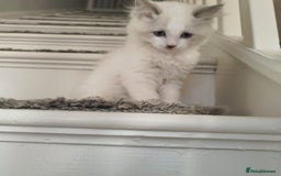 Ragdoll cats for sale: 5 ADORABLE RAGDOLL X KITTENS FOR SALE - Image 16