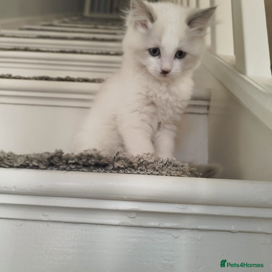 Ragdoll cats for sale: 5 ADORABLE RAGDOLL X KITTENS FOR SALE - Image 16