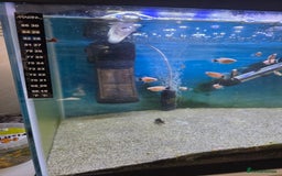 Live Bearers fish for sale: Tank and fish - Image 2