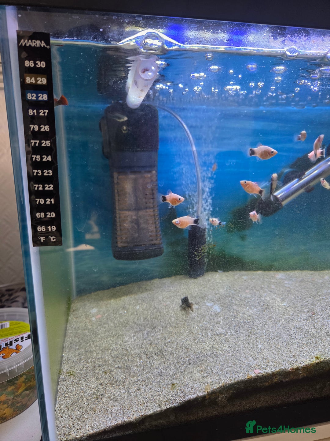 Live Bearers fish for sale: Tank and fish - Image 2