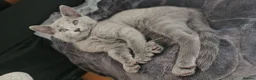 Russian Blue cats for sale: Ready Now TICA full pedigree RUSSIAN BLUE kittens  - Advert 14