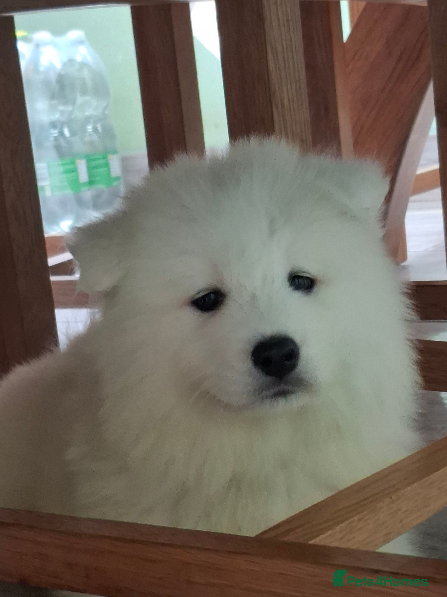 Samoyed dogs 2 Samoyed Puppies Looking for Their Forever Homes - Advert 1
