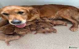 Golden Retriever dogs for sale: KC REG DARK RED GOLDEN RETRIEVER PUPPIES  - Image 13