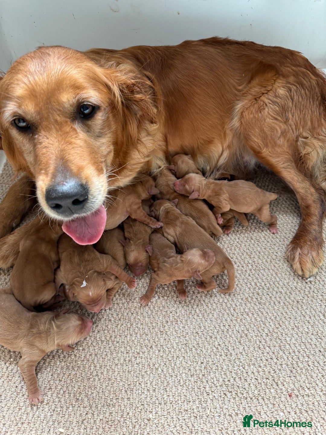 Golden Retriever dogs for sale: KC REG DARK RED GOLDEN RETRIEVER PUPPIES  - Image 13