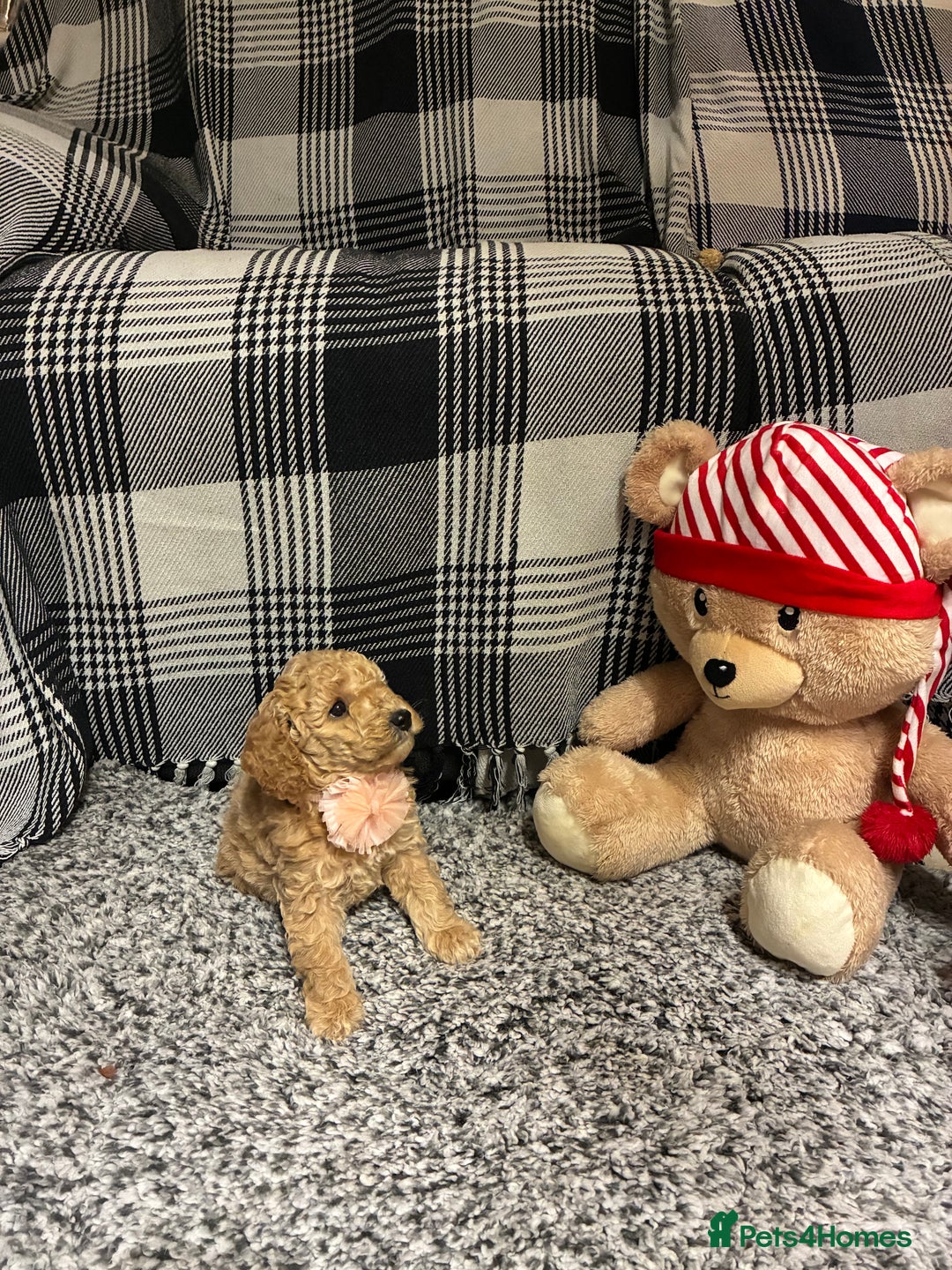 Miniature Poodle dogs for sale: miniature poodles  - Advert 37